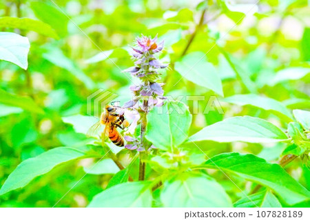 Close up of a bee collecting nectar from a small purple holy basil flower against a background of lush tulsi leaves 107828189