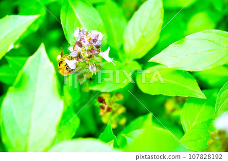 An overhead view of a bee hard at work collecting pollen on a purple holy basil flower with a background of green leaves outdoors 107828192