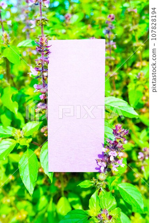 Mockup of beautiful decorative frame against the background of blooming holy basil with fragrant purple flowers outdoors, vertical Mockup of beautiful decorative frame against the background of blooming holy basil with fragrant purple flowers outdoors, vertical 107828194