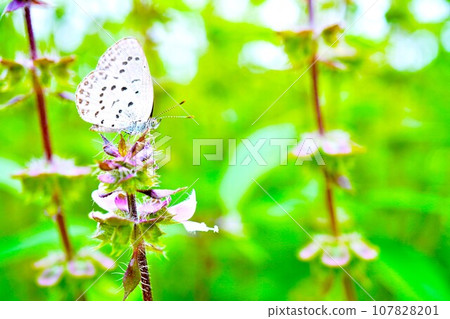 A cute yellow-bellied butterfly perches on the top of a purple flower spike of a tulsi tree outdoors A cute yellow-bellied butterfly perches on the top of a purple flower spike of a tulsi tree outdoors 107828201