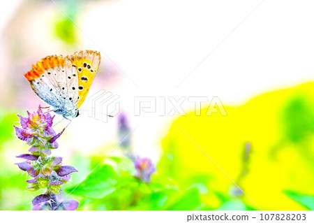 橙色骨盆翅蝴蝶棲息在天空背景的戶外聖羅勒紫色花上 橙色骨盆翅蝴蝶棲息在天空背景的戶外聖羅勒紫色花上 107828203