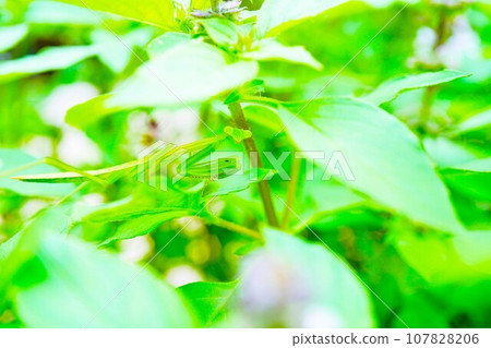 A protective green praying mantis wanders among the leaves of holy basil outdoors. 107828206