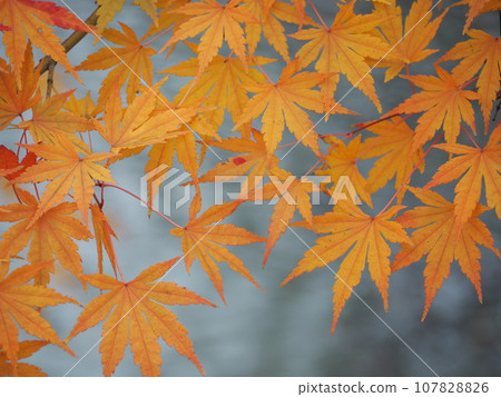 改變葉子的Momiji 107828826