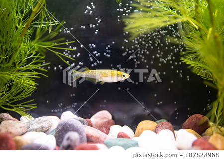 青鱂在水族館游泳_改良青鱂_天堂 107828968