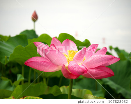 看天空的花 看天空的花 107828982