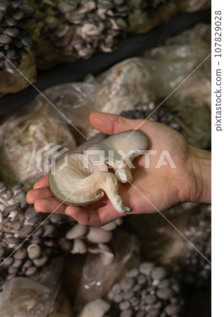 Fresh oyster mushrooms in farmers hand. Fresh oyster mushrooms in farmers hand. 107829028