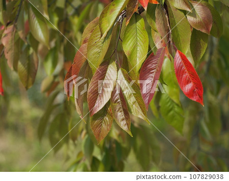 櫻花葉開始變色 櫻花葉開始變色 107829038