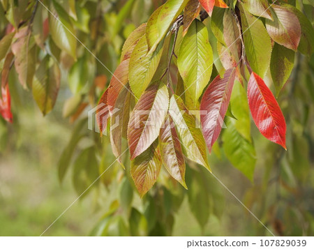 櫻花葉開始變色 櫻花葉開始變色 107829039