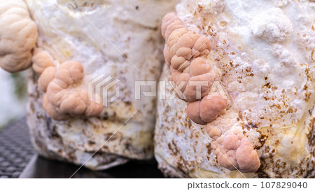 Close-up of grown medium with lion mane mushrooms Close-up of grown medium with lion mane mushrooms 107829040