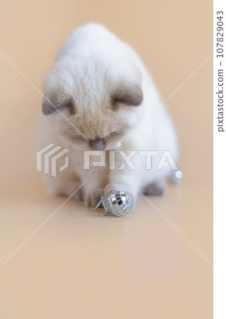 White kitten playing with Christmas balls 107829043