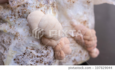 Close-up of grown medium with lion mane mushrooms Close-up of grown medium with lion mane mushrooms 107829044