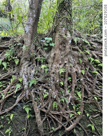 The roots of the two-stock old tree trunk are intersected, the land is spread out, and the leaves are stretched out. The roots of the two-stock old tree trunk are intersected, the land is spread out, and the leaves are stretched out. 107829108