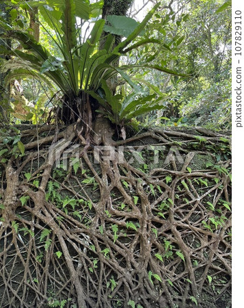 The roots of old trees are intersected, the land is spread out, and the leaves of the mountains are covered with leaves. The roots of old trees are intersected, the land is spread out, and the leaves of the mountains are covered with leaves. 107829110
