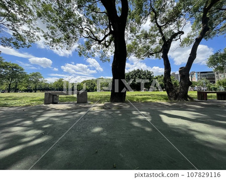 The sun is bright, the leaves of the large trees are intertwined, and the grass is clear and the green grassland is forming. 107829116