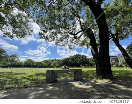 陽光明媚，大樹的葉子交織在一起，青草清澈，綠色的草原正在形成。 107829117