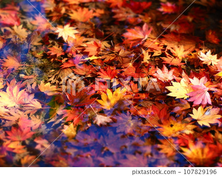 Autumn leaves floating in water Autumn leaves floating in water 107829196