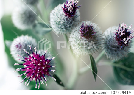 Burdock flowers close-up. Medicinal plant. Burdock flowers close-up. Medicinal plant. 107829419