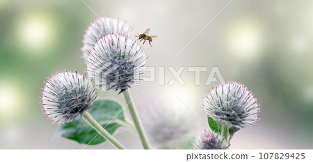 Banner with burdock thorns macro, bee and light glare. Banner with burdock thorns macro, bee and light glare. 107829425