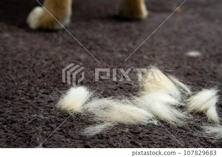 A dog in shedding season and a pile of loose hair A dog in shedding season and a pile of loose hair 107829683