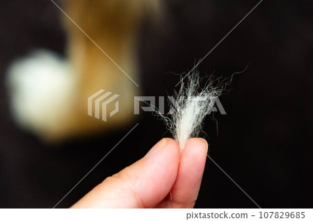 A dog in the shedding period and a bunch of hair that has been pulled out A dog in the shedding period and a bunch of hair that has been pulled out 107829685
