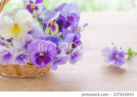 viola flower basket 107829843