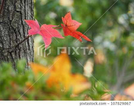 Autumn leaves maple leaves Autumn leaves maple leaves 107829867