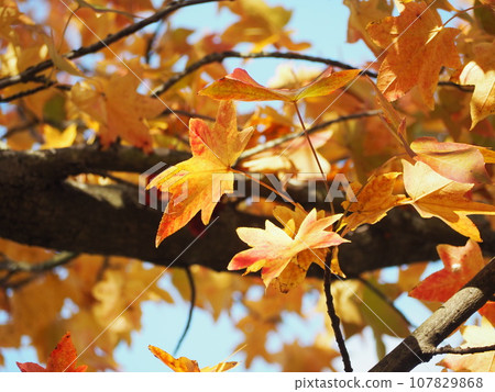 Autumn leaves maple leaves Autumn leaves maple leaves 107829868
