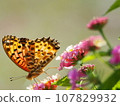 Flowers and Fritillary Fritillary 107829932