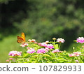 Flower and butterfly 107829933