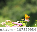 Flower and butterfly 107829934