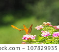Flower and butterfly 107829935