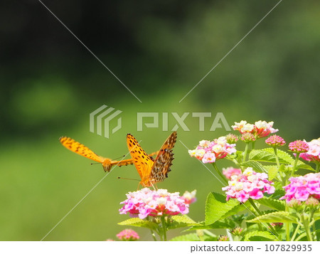 花和蝴蝶 107829935