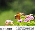 Flower and butterfly 107829936