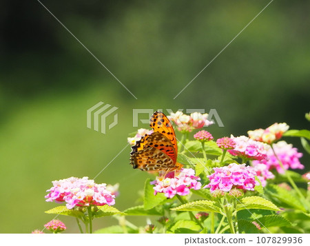 花和蝴蝶 107829936