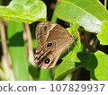Black lizard 107829937