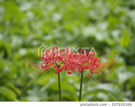Autumn flowers: red cluster amaryllis wet in the rain Autumn flowers: red cluster amaryllis wet in the rain 107830166