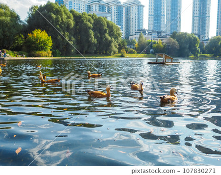 Orange ruffed ducks swim in a city pond Orange ruffed ducks swim in a city pond 107830271