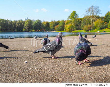 Pigeons against the backdrop of a pond in a city park. 107830274