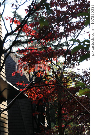 The streets of Tokyo's 23 wards 107830352