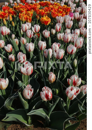 Tulip's flower bed Tulip's flower bed 107830429
