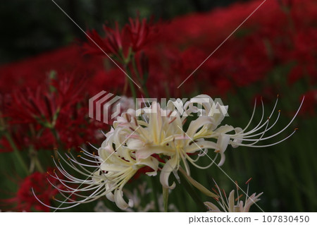White cluster amaryllis White cluster amaryllis 107830450