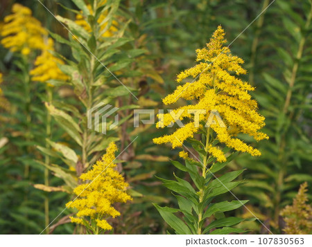 歸化植物一枝黃花的黃色花。 107830563