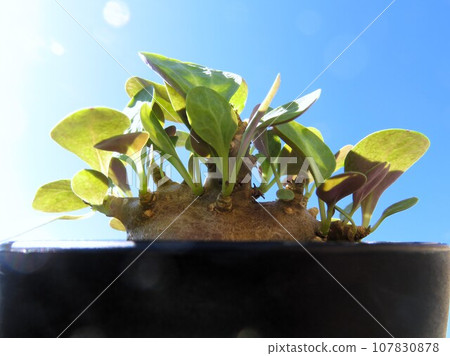 Triplinervia 10th day of waking up Triplinervia 10th day of waking up 107830878