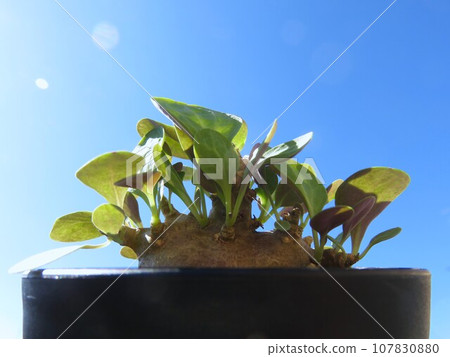 Triplinervia 醒來的第十天 Triplinervia 醒來的第十天 107830880