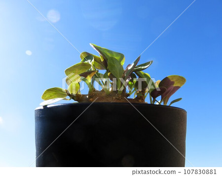 Triplinervia 10th day of waking up 107830881