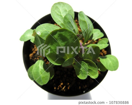 Triplinervia 10th day of waking up Triplinervia 10th day of waking up 107830886