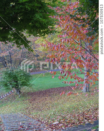 紅色和綠色的樹葉 紅色和綠色的樹葉 107830913