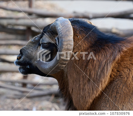 Head with horns of Cameroonian sheep 107830976