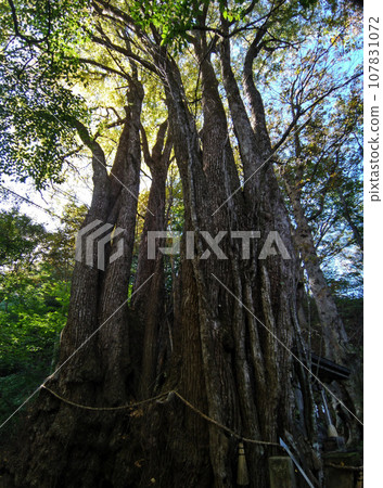 福島縣西白河郡西鄉村的能量勝地劍勝浦神社和神樹 福島縣西白河郡西鄉村的能量勝地劍勝浦神社和神樹 107831072