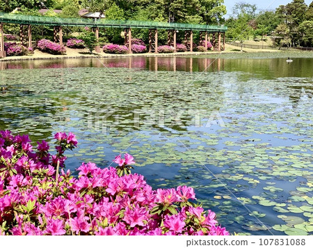 杜鵑花和睡蓮葉盛開的西中入池(愛知縣岡崎市南公園) 杜鵑花和睡蓮葉盛開的西中入池(愛知縣岡崎市南公園) 107831088